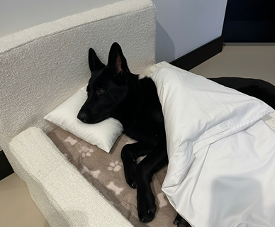 Finally a pet bed that looks as good as my sofa! My Labrador loves it. Thanks @petzybedzy