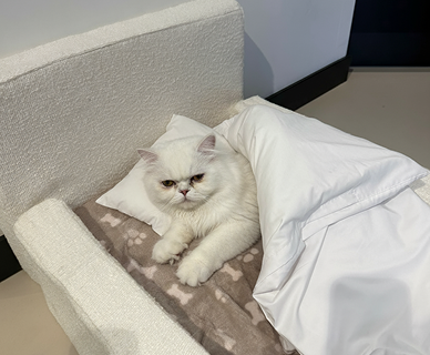 Finally a pet bed that looks as good as my sofa! My Labrador loves it. Thanks @petzybedzy